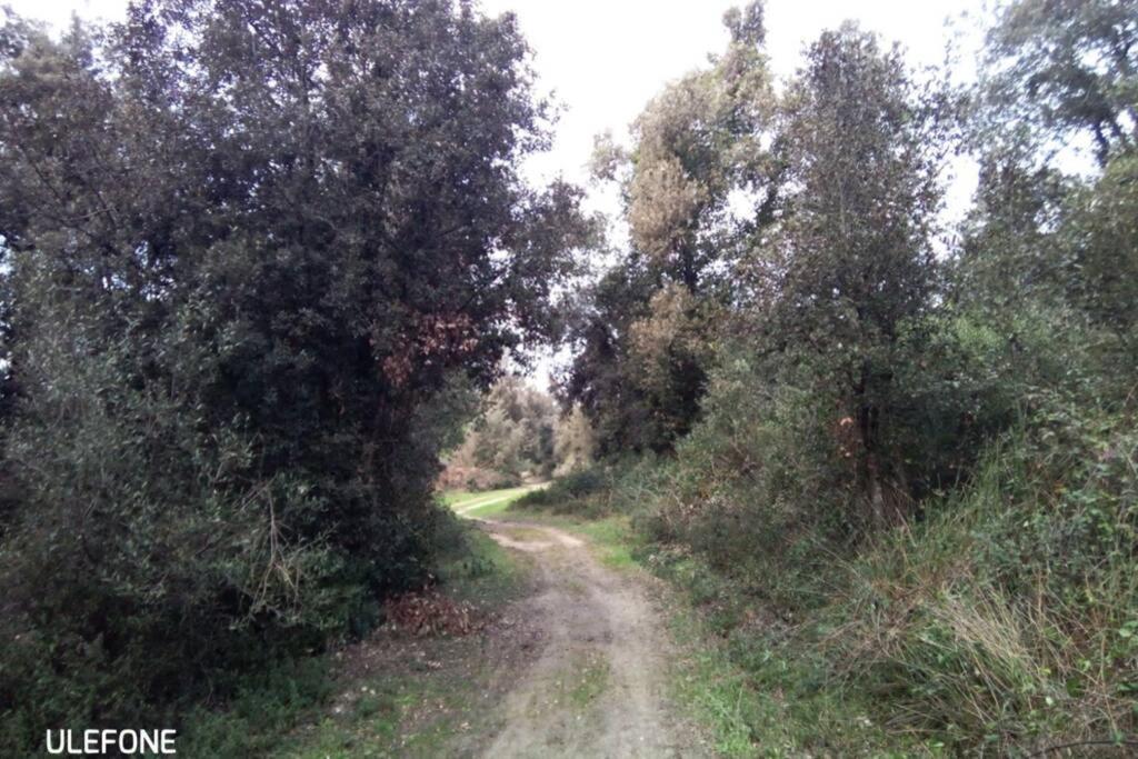 Casa Nel Parco Sulla Spiaggia Pisa Buitenkant foto