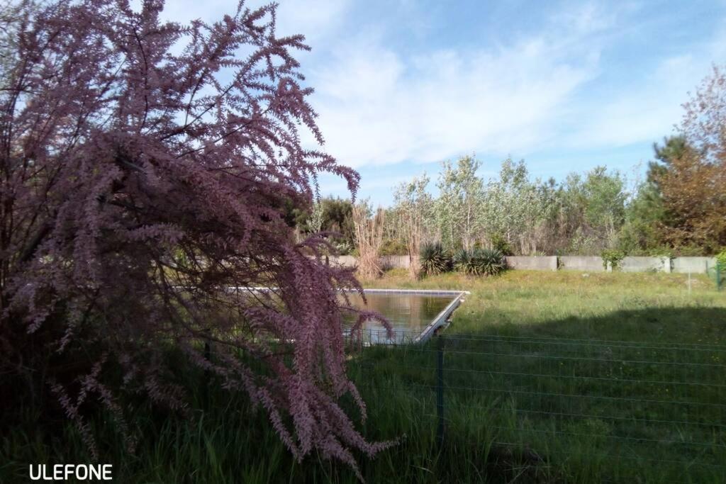 Casa Nel Parco Sulla Spiaggia Pisa Buitenkant foto